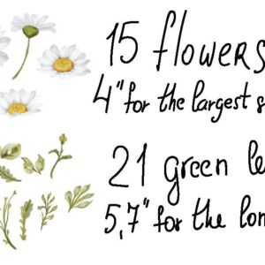 Chamomile Flower Wall Decals – Hand